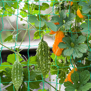 plant trellis netting