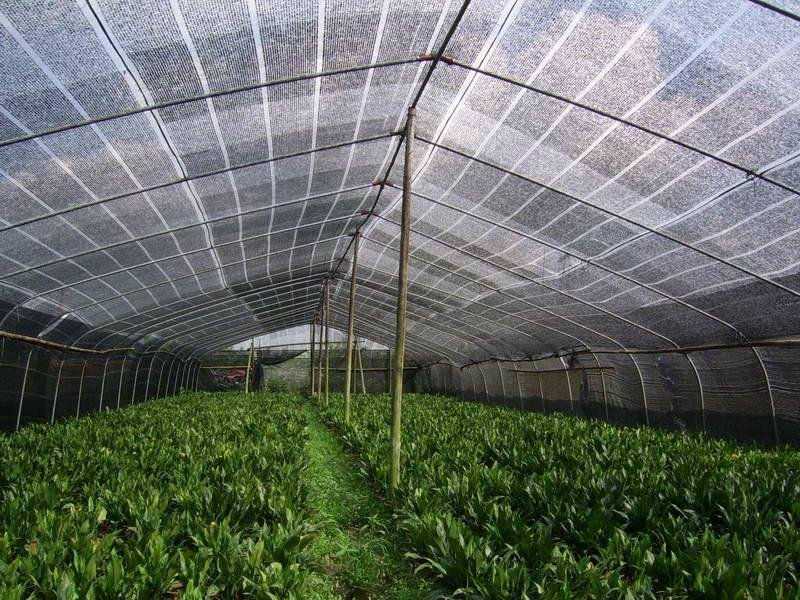 Thermal Insulation Function of Greenhouse Shade Net