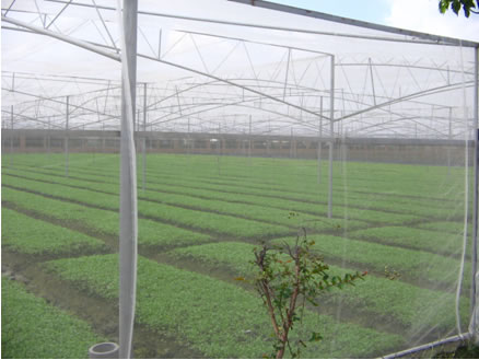 insect net