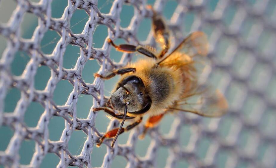 plastic bee net