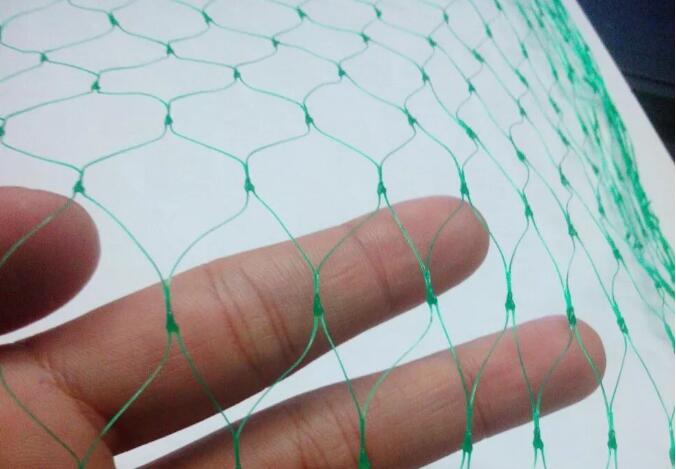 bird net1