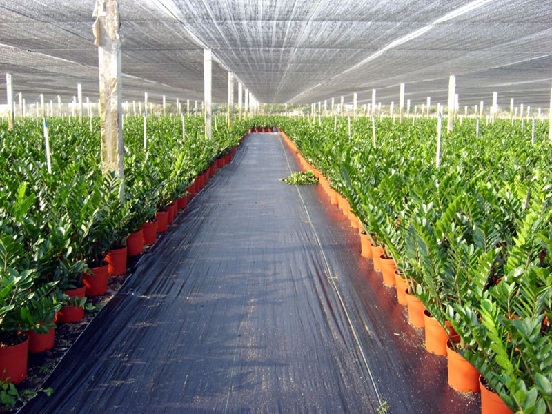 Application of Ground Cover in the Outdoors