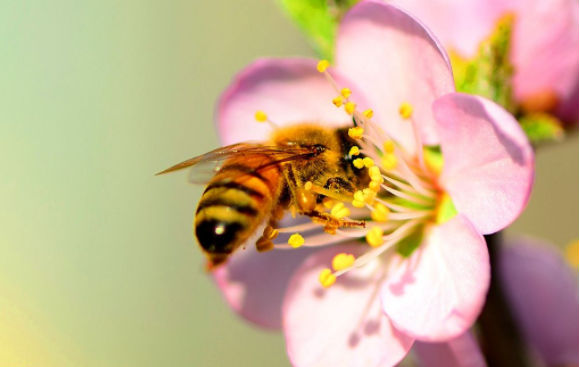bee net