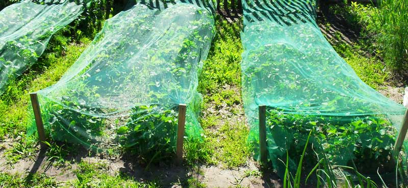anti bird net 