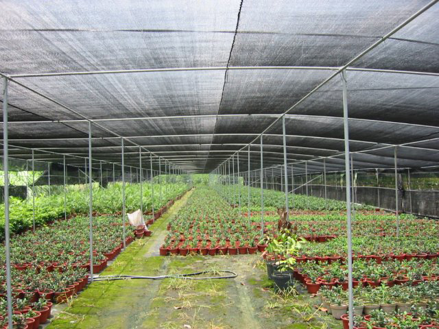 How to Use Shade Net in Greenhouse?