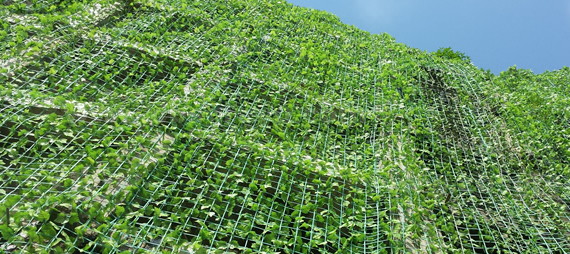 Which Kind Of Support Net Should Be Selected For Planting Tomato?