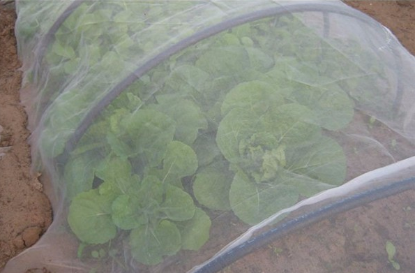 Insect-proof Nets Isolate Pests From Vegetables And Fruits