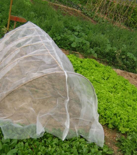 anti insect net