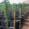 Plant Root Controlling Container