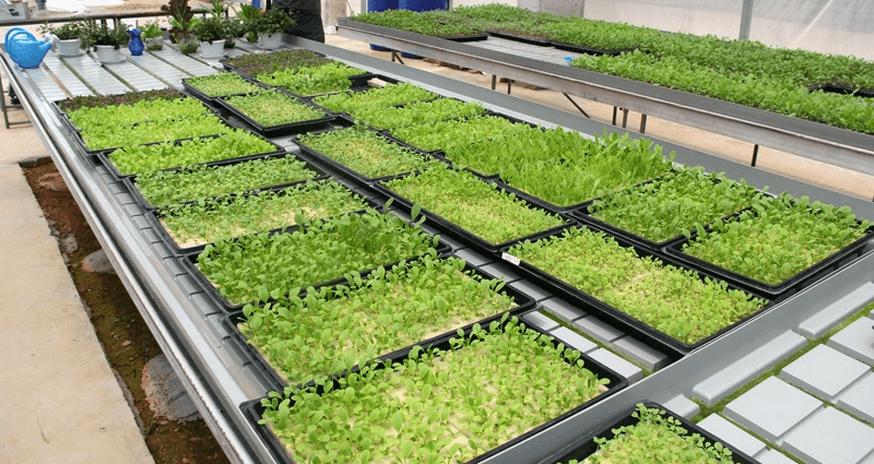 vegetable seedling trays