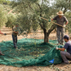 Olive Netting