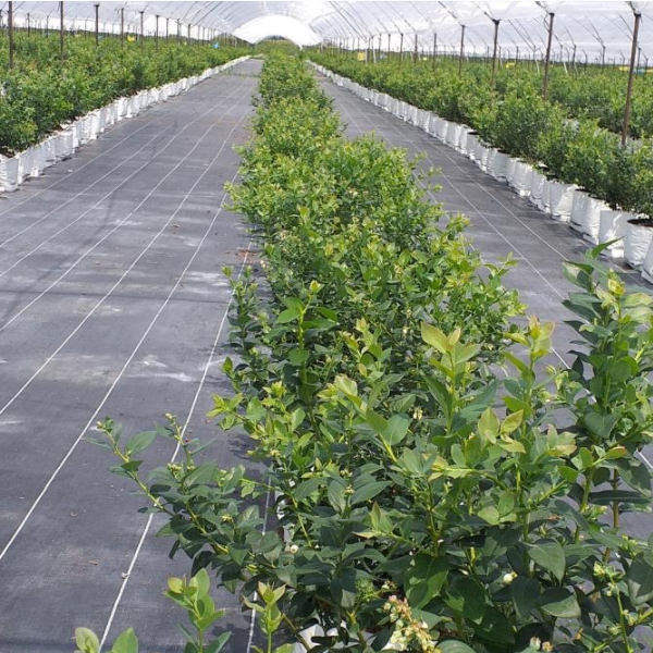 Application of Horticultural Weed Mat