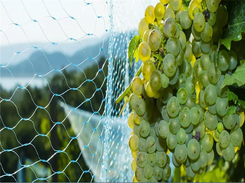 Anti-bird Net Is The Most Used Anti-bird Facility In Agriculture