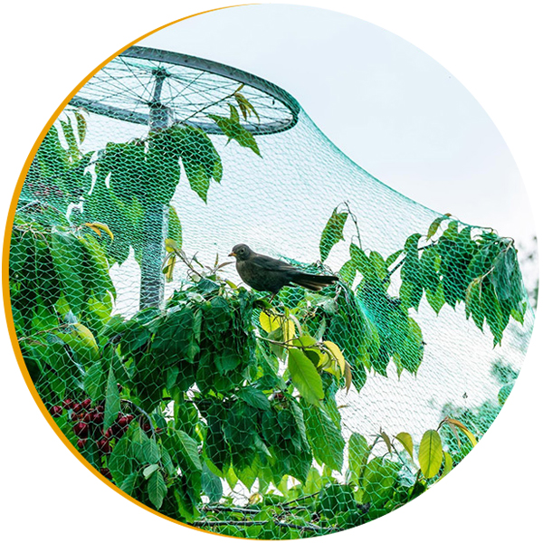 Wholesale knitted bird net