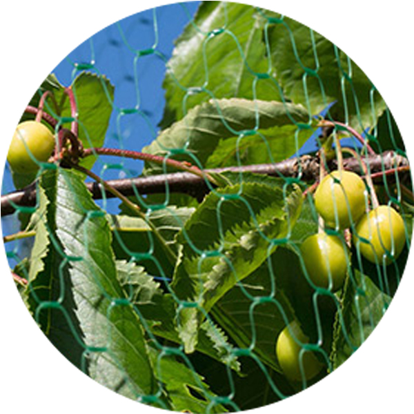 green anti bird net manufacturer