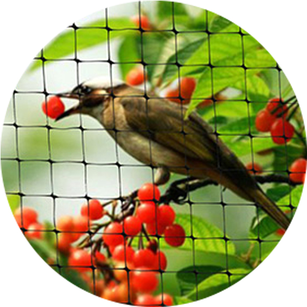 100% HDPE Agriculture Bird Protection Net 