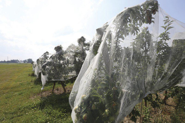 agriculture insect net bag.jpg
