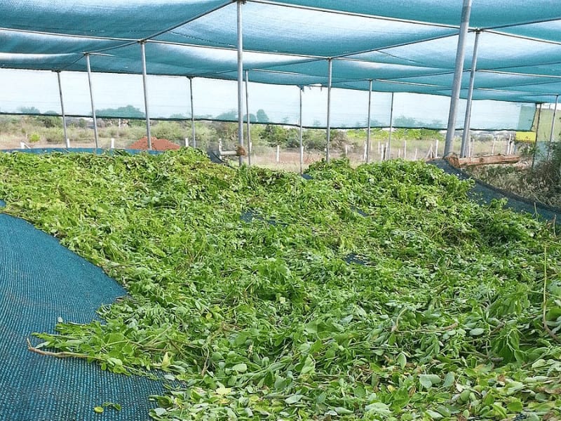 green shade netting