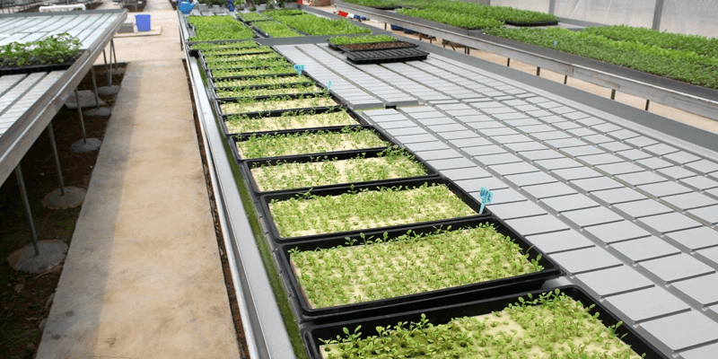 plant seed trays