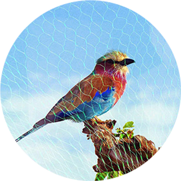 Wholesale 75gsm anti bird net