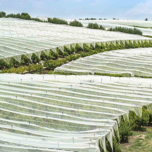 Do You Know About Insect Nets?