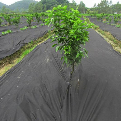 non woven fabric agriculture