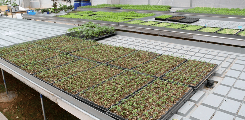 seedling trays 50 cells
