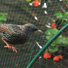 Bird Net for Orchard