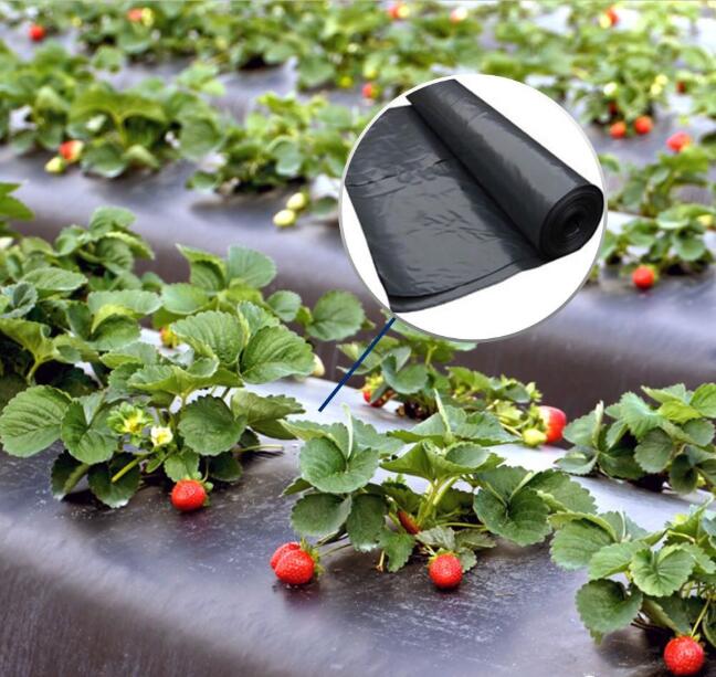 The Correct Use Of Black Weeding Mulch Film