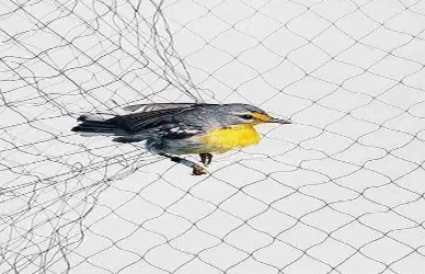 Anti Bird Net