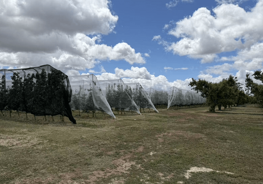 Hail Netting Vineyards