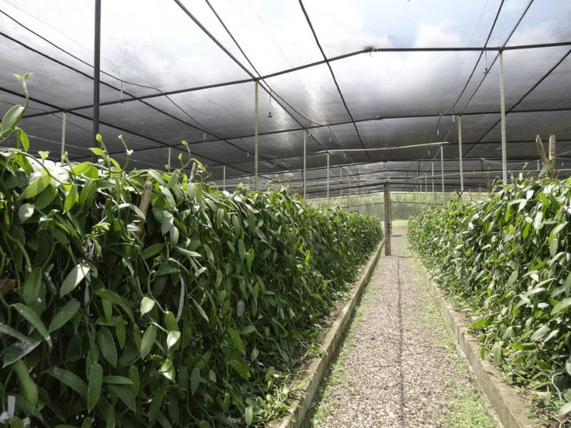 green shade net