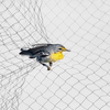 anti bird netting