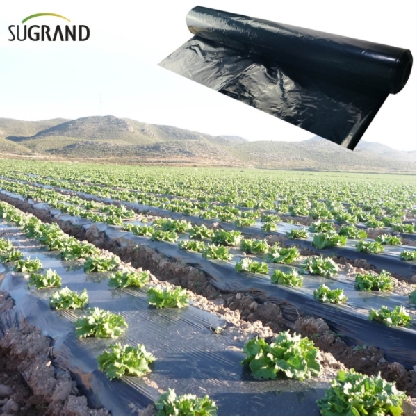 Benefits of Mulch Film in Greenhouses
