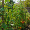 plant support net supplier