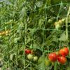 plant support net manufacturer