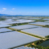 greenhouse film supplier