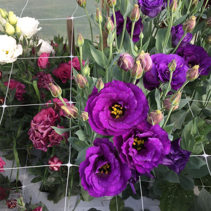Plastic Trellis Net